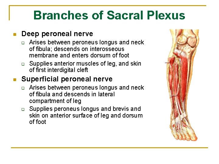 Branches of Sacral Plexus n Deep peroneal nerve q q n Arises between peroneus