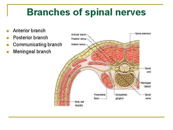 Branches of spinal nerves n n Anterior branch Posterior branch Communicating branch Meningeal branch