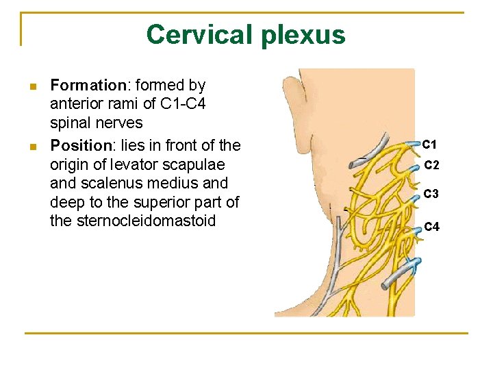 Cervical plexus n n Formation: formed by anterior rami of C 1 -C 4