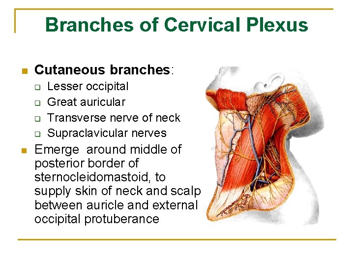 Branches of Cervical Plexus n Cutaneous branches: q q n Lesser occipital Great auricular