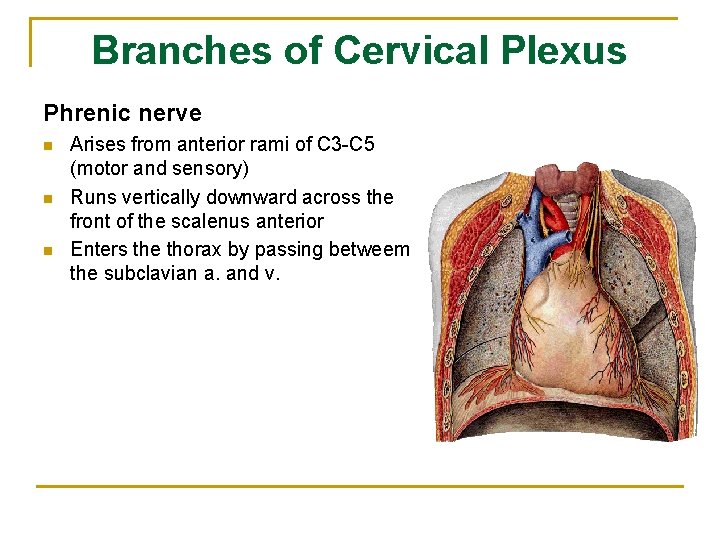 Branches of Cervical Plexus Phrenic nerve n n n Arises from anterior rami of
