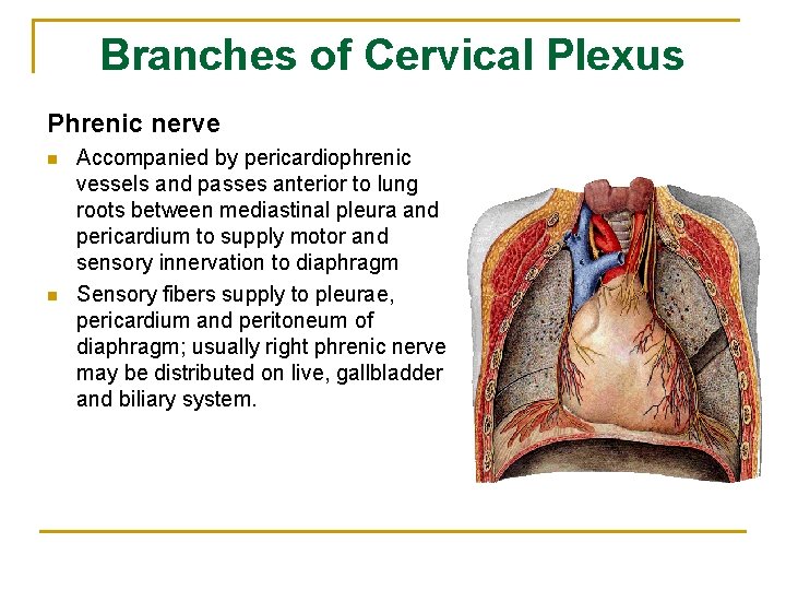 Branches of Cervical Plexus Phrenic nerve n n Accompanied by pericardiophrenic vessels and passes