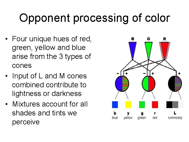 Opponent processing of color • Four unique hues of red, green, yellow and blue