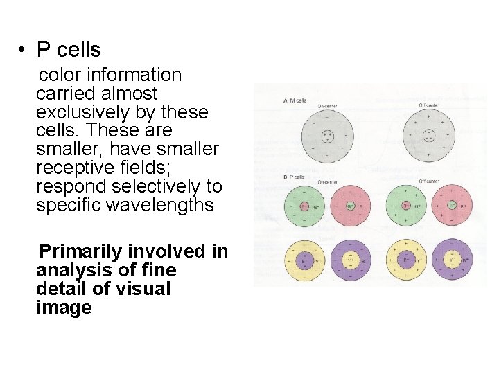  • P cells color information carried almost exclusively by these cells. These are