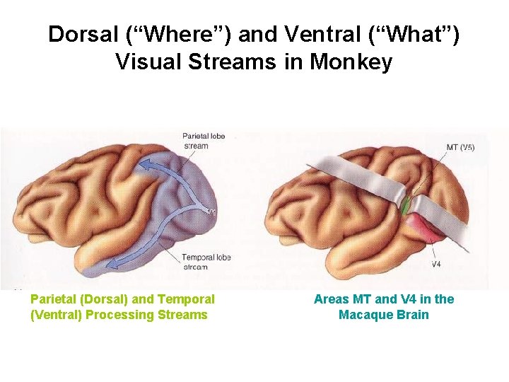 Dorsal (“Where”) and Ventral (“What”) Visual Streams in Monkey Parietal (Dorsal) and Temporal (Ventral)