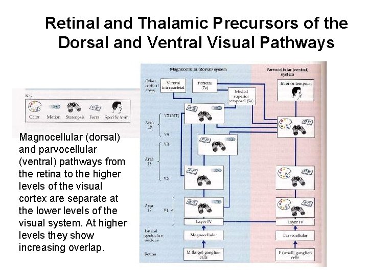 Retinal and Thalamic Precursors of the Dorsal and Ventral Visual Pathways Magnocellular (dorsal) and