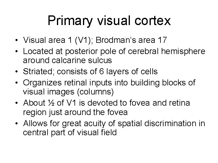 Primary visual cortex • Visual area 1 (V 1); Brodman’s area 17 • Located
