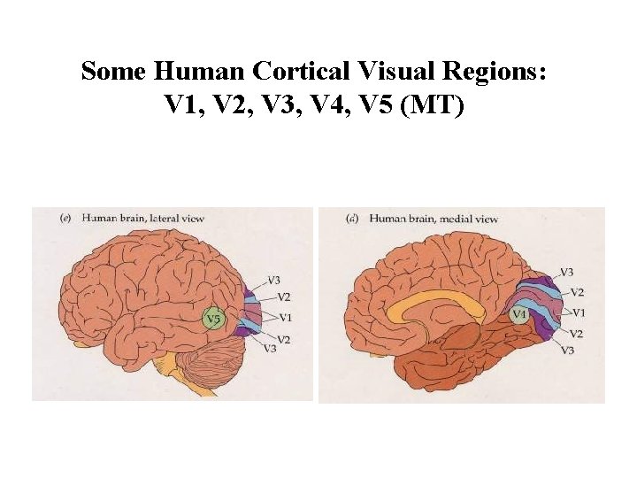 Some Human Cortical Visual Regions: V 1, V 2, V 3, V 4, V