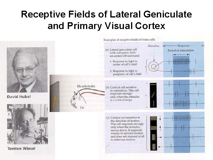 Receptive Fields of Lateral Geniculate and Primary Visual Cortex 
