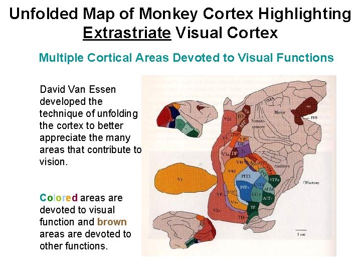 Unfolded Map of Monkey Cortex Highlighting Extrastriate Visual Cortex Multiple Cortical Areas Devoted to