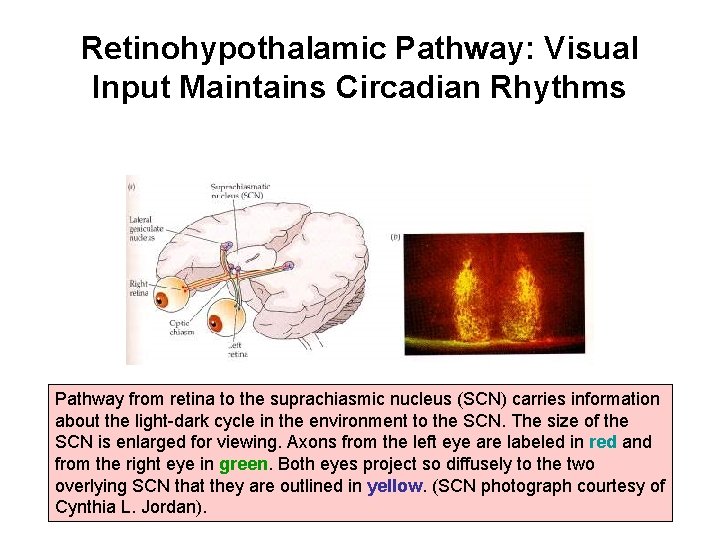 Retinohypothalamic Pathway: Visual Input Maintains Circadian Rhythms Pathway from retina to the suprachiasmic nucleus