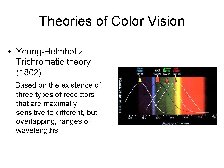 Theories of Color Vision • Young-Helmholtz Trichromatic theory (1802) Based on the existence of