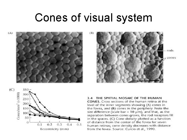 Cones of visual system 
