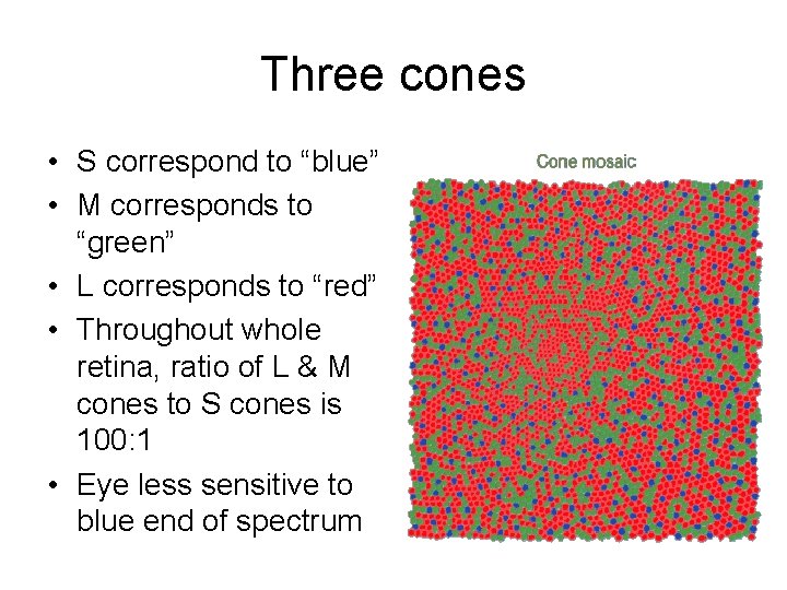 Three cones • S correspond to “blue” • M corresponds to “green” • L