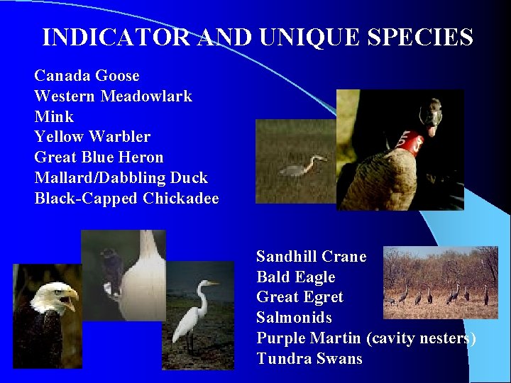 INDICATOR AND UNIQUE SPECIES Canada Goose Western Meadowlark Mink Yellow Warbler Great Blue Heron INDICATOR AND UNIQUE SPECIES Canada Goose Western Meadowlark Mink Yellow Warbler Great Blue Heron