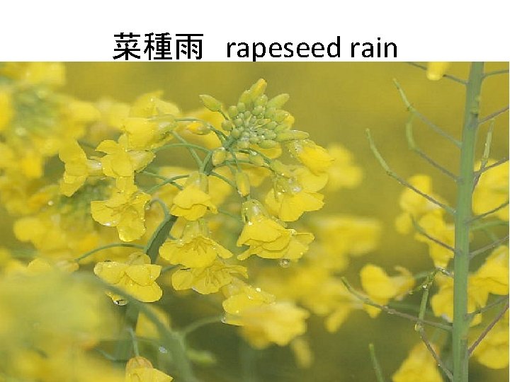 菜種雨　rapeseed rain 