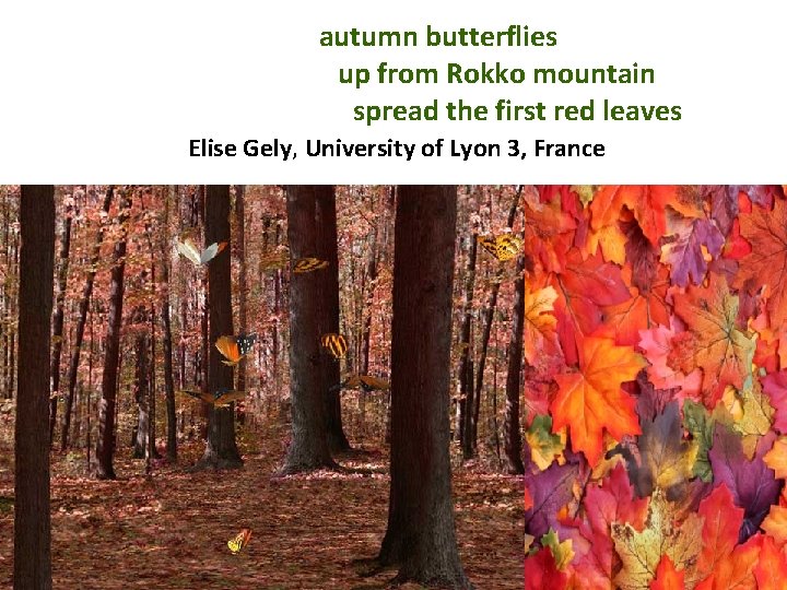  autumn butterflies up from Rokko mountain spread the first red leaves Elise Gely,