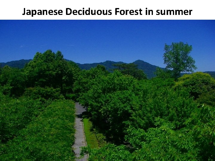 Japanese Deciduous Forest in summer 