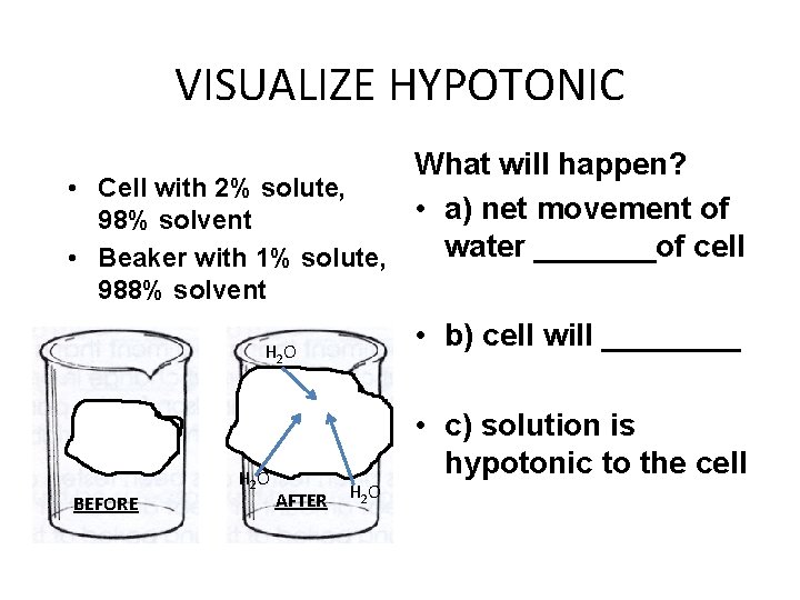 VISUALIZE HYPOTONIC What will happen? • Cell with 2% solute, • a) net movement