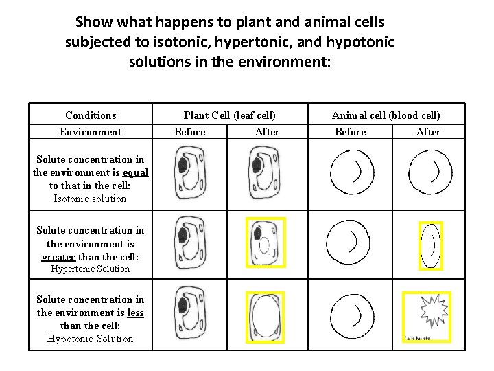 Show what happens to plant and animal cells subjected to isotonic, hypertonic, and hypotonic