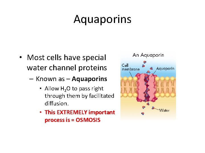 Aquaporins • Most cells have special water channel proteins – Known as – Aquaporins