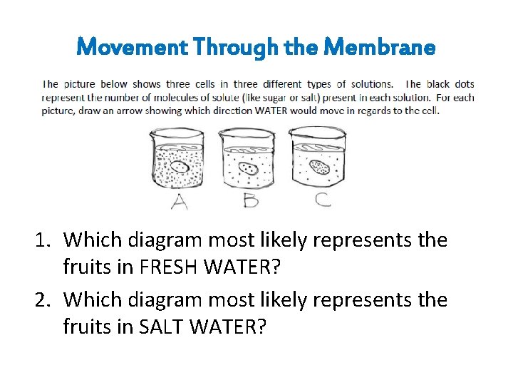 Movement Through the Membrane 1. Which diagram most likely represents the fruits in FRESH