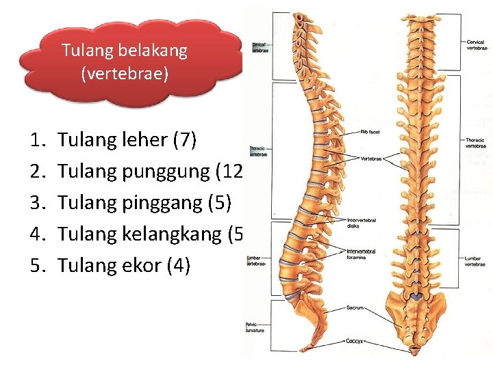 Tulang belakang (vertebrae) 1. 2. 3. 4. 5. Tulang leher (7) Tulang punggung (12)
