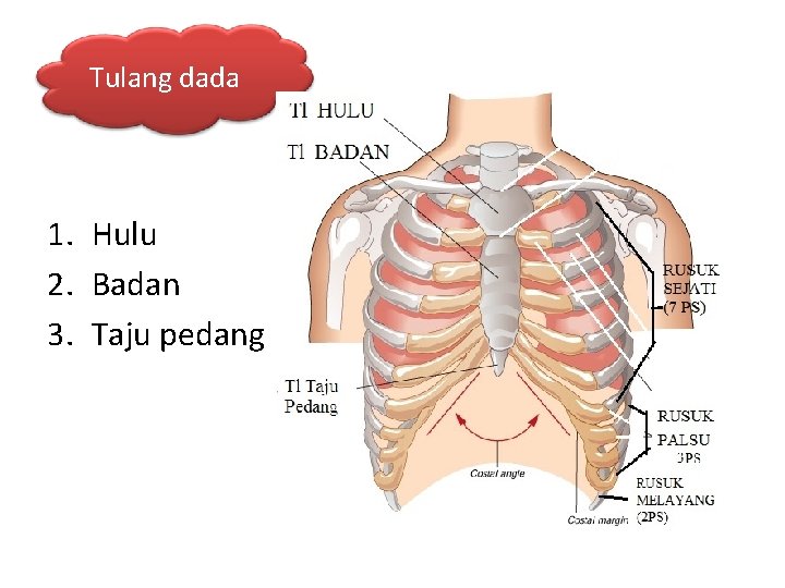 Tulang dada 1. Hulu 2. Badan 3. Taju pedang 