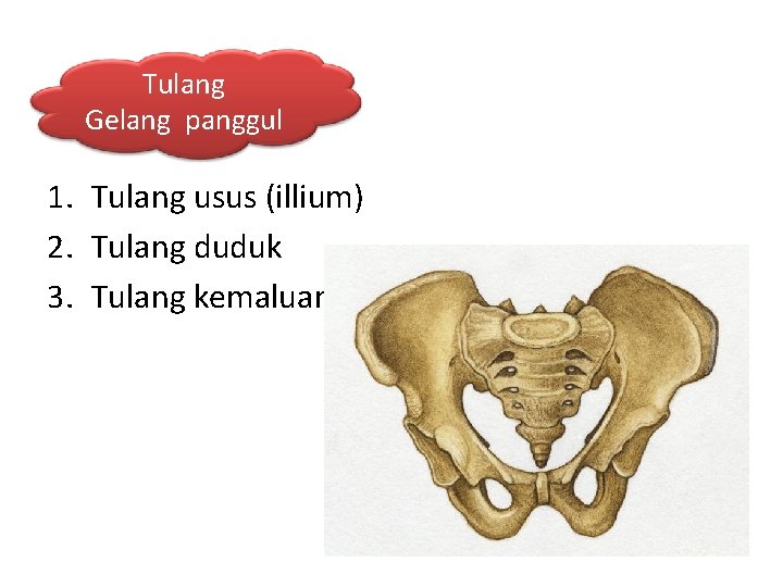 Tulang Gelang panggul 1. Tulang usus (illium) 2. Tulang duduk 3. Tulang kemaluan 