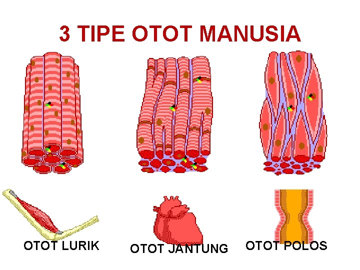 3 TIPE OTOT MANUSIA OTOT LURIK OTOT JANTUNG OTOT POLOS 