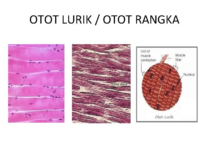 OTOT LURIK / OTOT RANGKA 