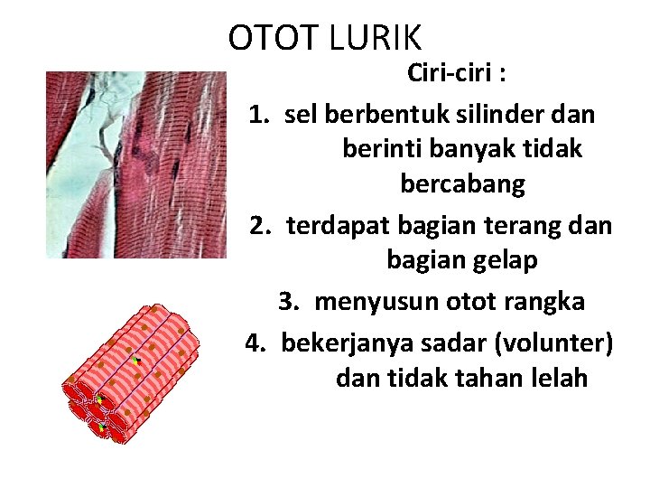 OTOT LURIK Ciri-ciri : 1. sel berbentuk silinder dan berinti banyak tidak bercabang 2.