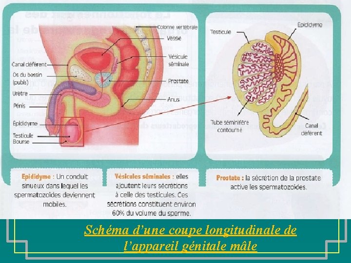 Schéma d’une coupe longitudinale de l’appareil génitale mâle 