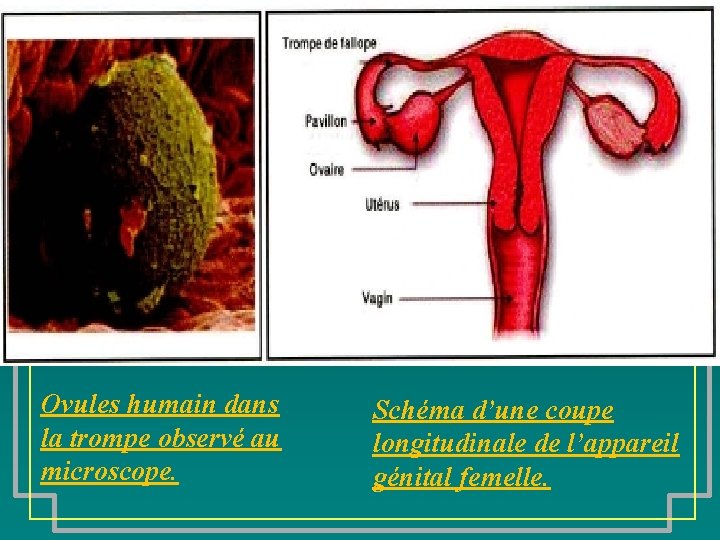 Ovules humain dans la trompe observé au microscope. Schéma d’une coupe longitudinale de l’appareil