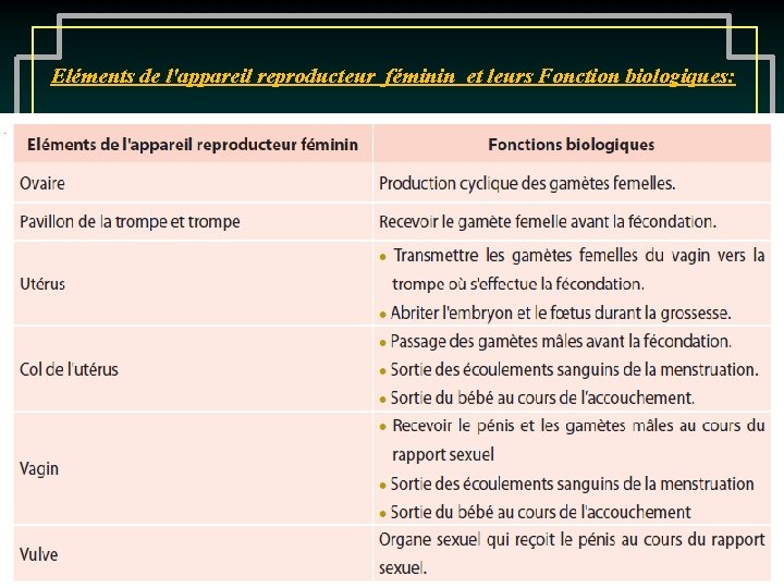 Eléments de l'appareil reproducteur féminin et leurs Fonction biologiques: 