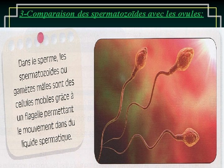 3 -Comparaison des spermatozoïdes avec les ovules: 