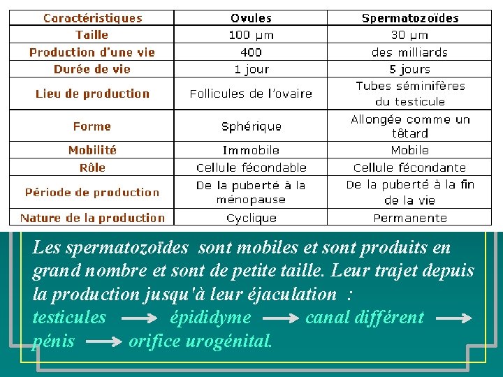 Les spermatozoïdes sont mobiles et sont produits en grand nombre et sont de petite