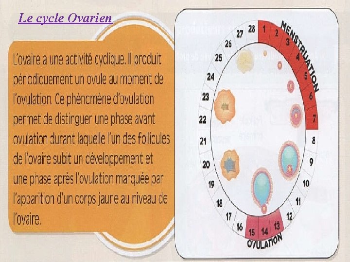 Le cycle Ovarien 