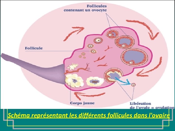 Schéma représentant les différents follicules dans l'ovaire 