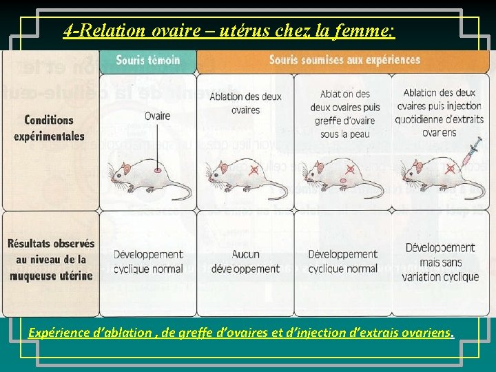 4 -Relation ovaire – utérus chez la femme: Expérience d’ablation , de greffe d’ovaires