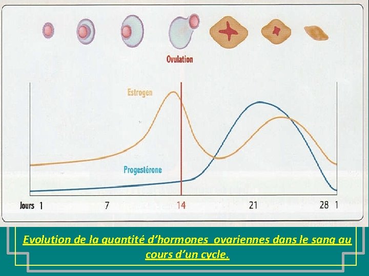 Evolution de la quantité d’hormones ovariennes dans le sang au cours d’un cycle. 