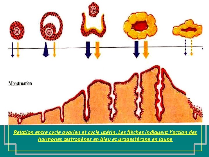 Relation entre cycle ovarien et cycle utérin. Les flèches indiquent l’action des hormones œstrogènes