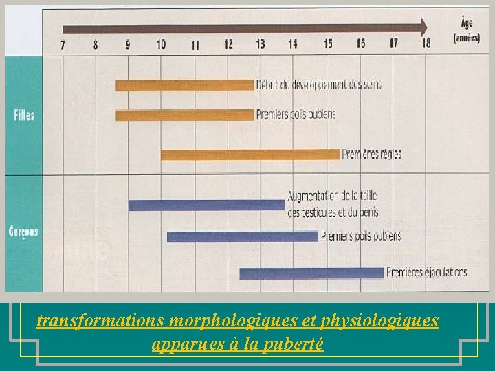 transformations morphologiques et physiologiques apparues à la puberté 