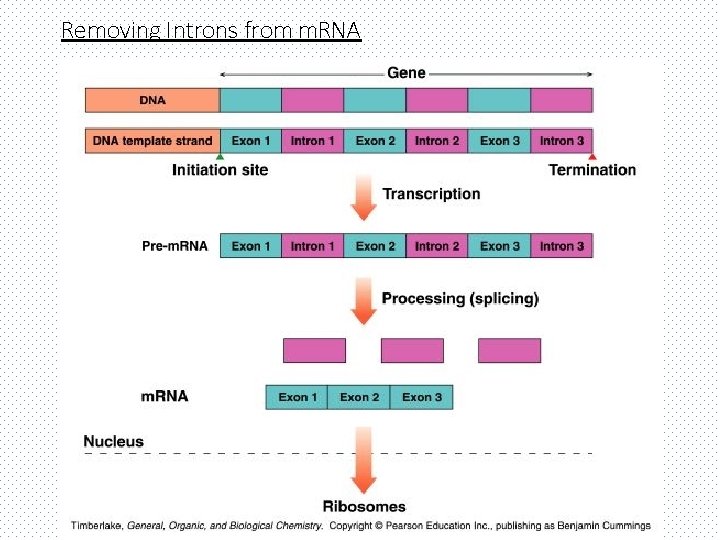 Removing Introns from m. RNA 