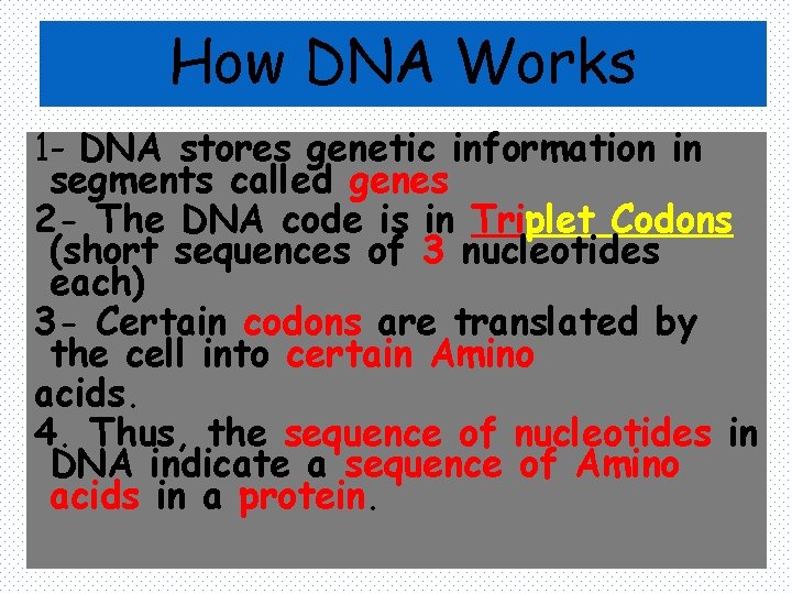 How DNA Works 1 - DNA stores genetic information in segments called genes 2