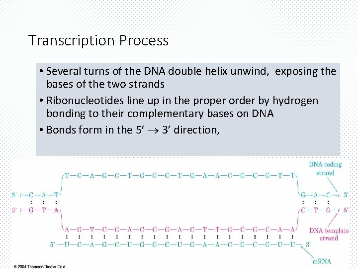 Transcription Process • Several turns of the DNA double helix unwind, exposing the bases