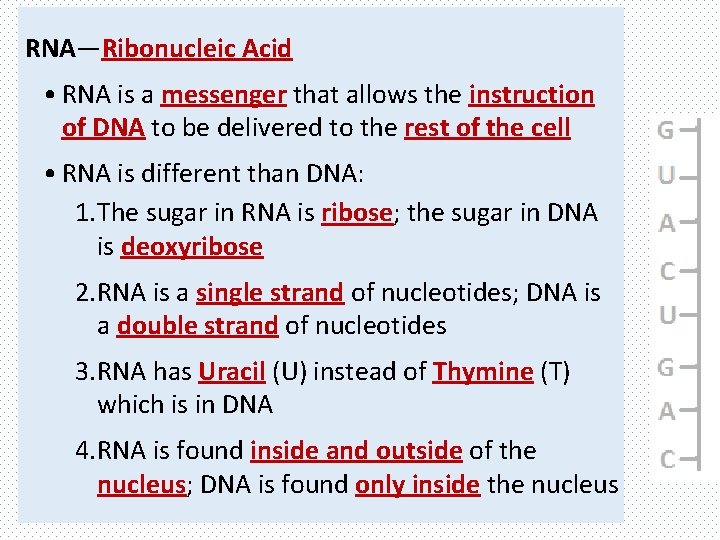 RNA—Ribonucleic Acid • RNA is a messenger that allows the instruction of DNA to