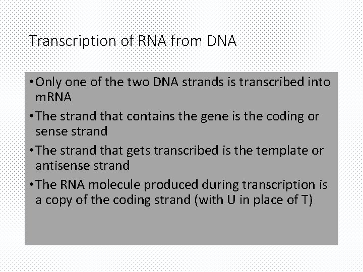 Transcription of RNA from DNA • Only one of the two DNA strands is