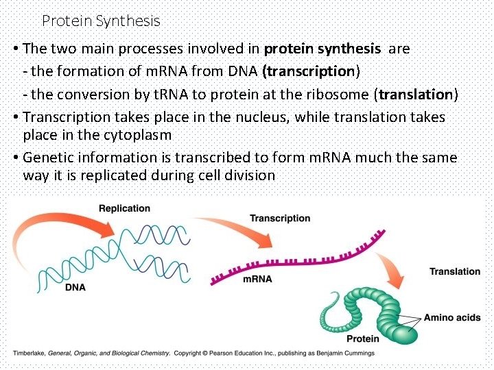Protein Synthesis • The two main processes involved in protein synthesis are - the