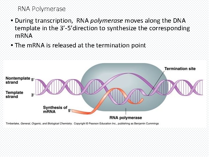 RNA Polymerase • During transcription, RNA polymerase moves along the DNA template in the